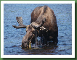 Moose Eating jpg
